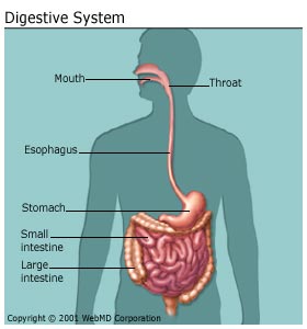 Digestive Health