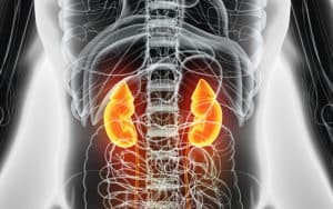 Kidney